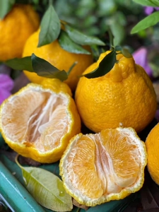 粉丝专享 四川柠檬不知火水果