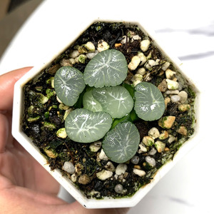 翠星万象多肉植物