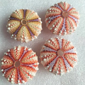 满额包邮天然海螺贝壳天然勋章海胆贝壳海螺收藏摆件家居装饰