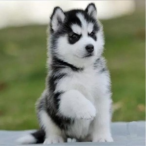 哈士奇幼犬纯种巨型萨摩耶