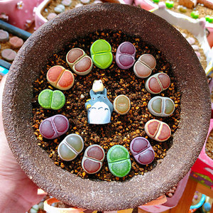 891-900岛田生石花屁股花xx多肉植物室内阳台盆栽0415爱萌多肉