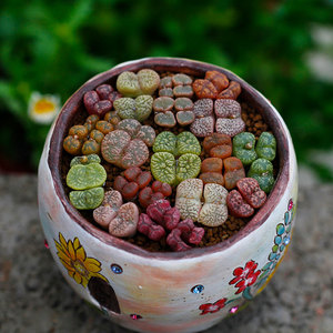 201-210岛田生石花屁股花xx多肉植物室内阳台盆栽0929爱萌多肉