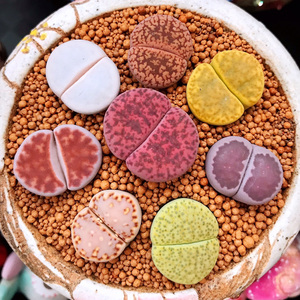 91-100岛田生石花屁股花bn多肉植物室内阳台盆栽0306爱萌多肉