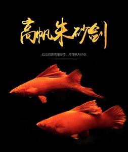 高帆纯种大背红剑鱼水中网红红箭剑尾高鳍小型热带观赏胎生鱼活体