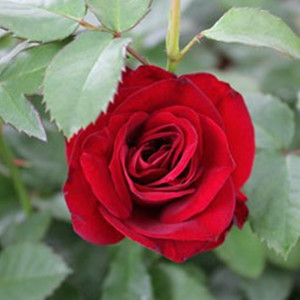 【流星王月季花苗】流星王月季花苗品牌,价格 - 阿里巴巴