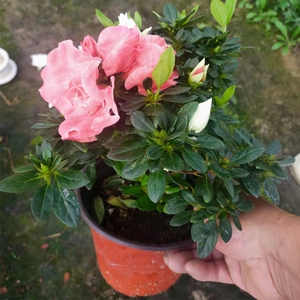 青锦旗杜鹃