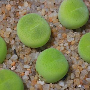 南非进口肉锥翠光玉种子 conophytum pillansii