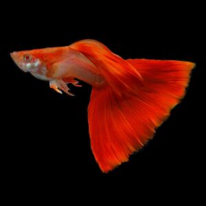 血红全红孔雀鱼