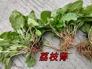新鲜草药荔枝肾 温州七肾蔓茎鼠尾草水韩信草蓝花草水远志湖广草