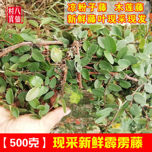 80tb660622028淘宝凉粉果树苗爱玉果冻树苗木莲薜荔果苗藤苗薜荔