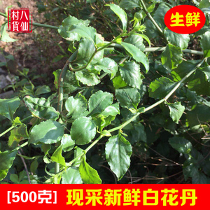 新鲜白花丹 现采白雪花白皂药中草药一见消假茉莉枝叶 白花丹苗