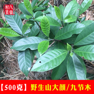 野生山大颜 新鲜九节木 山大刀中草药材 大罗伞火筒树 2斤起包邮