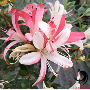 【梦花火】 同株多色花系 皋月品种杜鹃