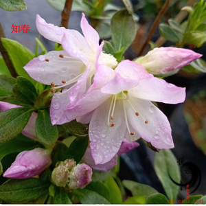 【知春】淡紫色晕染 套瓣花型 久留米系杜鹃