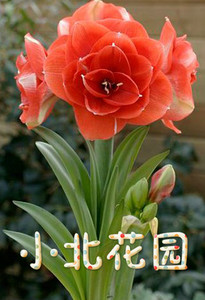 [现货]荷兰朱顶红 贝尼托 橘黄色 瓣型好 [小北花园]