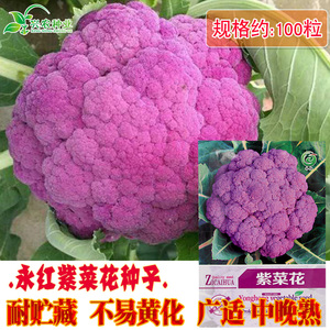 永红紫菜花种子 农田菜地高产四季蔬菜紫色花椰菜籽耐贮藏不易黄