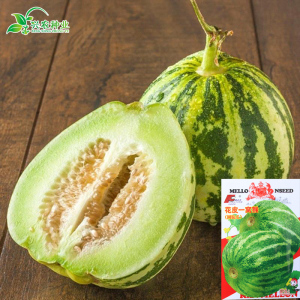 一窝猴圆酥瓜种子 老品种菜瓜种子甜瓜种子 蔬菜种子 清爽可口