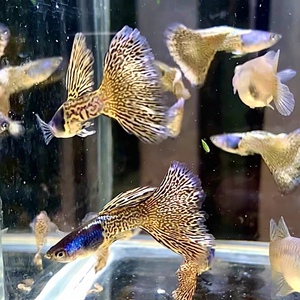 金属黄蕾丝孔雀鱼,观赏鱼,大c体,缎带体,胎生鱼