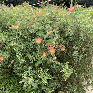 新品红花银桦树盆栽大室外庭院别墅罕见稀有品种绿植花卉四季开品