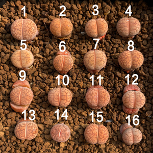 【小洱】一箭之遥生石花 咫尺之遥一物一拍1.5年苗多肉植物满包邮