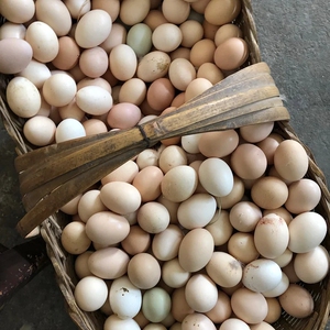00江南食材淘宝初田食材 鸡蛋 温州本地农村家养鸡蛋 20枚 2斤左右0