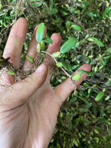 石橄榄草单叶小号新鲜石仙桃煲汤材料炖汤现摘现发500g包邮