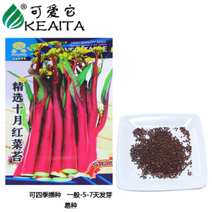 红菜苔种子包邮