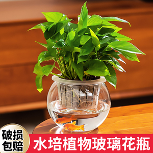 水培植物玻璃花瓶绿萝透明器皿定植篮大口径圆形创意室内盆栽容器