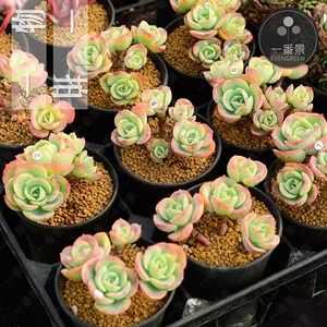 多肉植物柠檬玫瑰