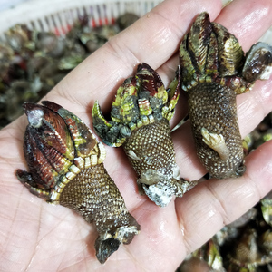 石浦特产鲜活龟足 大佛手贝 佛手螺 鹅颈藤壶 石砌 观音手