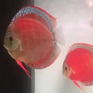 七彩神仙鱼松石