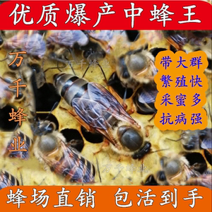004人付款淘宝买2送1钻山蜂蝎毒蜂王冷敷贴颈肩腰腿型肩周关节膝盖
