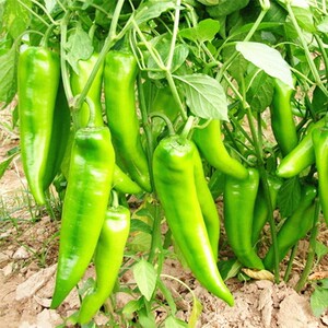 老品种高产羊角辣椒种子非转基因可留种阳台尖椒种籽牛角椒种孑子