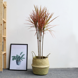 芳心草室内植物盆栽七彩千年木五彩龙血树除甲醛高档绿植花卉盆景