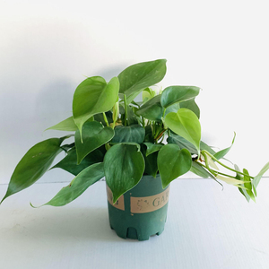 杏叶藤盆栽室内藤本植物墙垂吊壁挂吊兰可长藤吸甲醛净化空气绿植