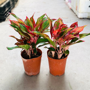 万年红盆栽粗肋草彩叶植物室内花卉好养可水培吸甲醛四季常青绿植