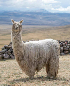 royal baby alpaca|意产lineapiu超幼羊驼毛混纺纱 自然卷边上衣