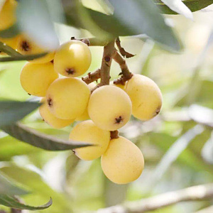 【现摘现发】新上市正宗千岛湖白枇杷新鲜水果送礼顺丰包邮6斤装