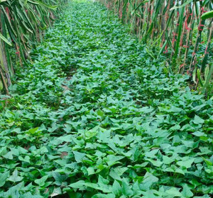 包邮红皮白心红薯苗19红薯尖叶苗种植山芋藤番薯叶带根100棵送2棵
