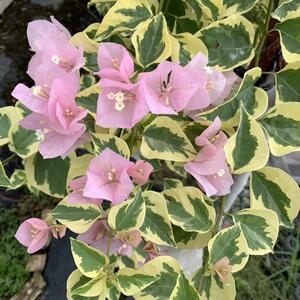 丽人,苗苗扦插有苗情)(图中国盆苗b160三角梅牙签