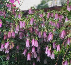 宿根紫斑风铃草卢布 日本重瓣风铃草红衣 多年生耐热耐阴耐寒耐晒