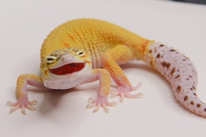 豹纹守宫红眼暴龙蜜橘橘子雨水清白香蕉奶油球雪花日蚀懒人爬宠