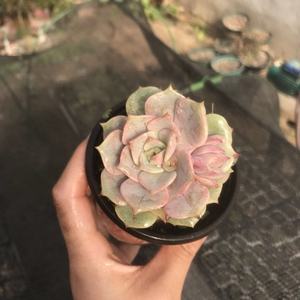 立早园艺 莫莫单头带杆,一物一拍