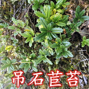 贵州吊石苣苔石吊兰石豇豆接骨生吊石兰岩豇豆豆豇石岩石兰石泽兰