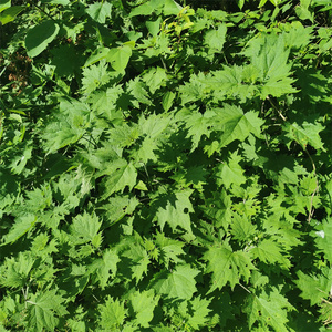 贵州新鲜现挖荨麻草蜇人草咬人草蝎子草白活麻藿麻叶白荨麻白火麻