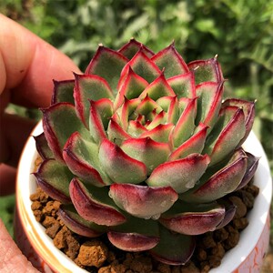 萤火虫 多肉植物 大单头 羽之园艺新品 特价多肉精品控养