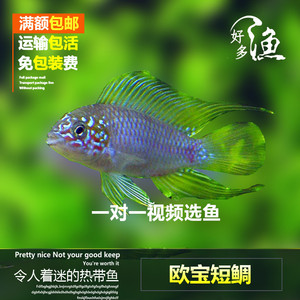 特价热带观赏鱼南美短鲷红颊欧宝短鲷活体鱼宠物鱼(好多渔水族)