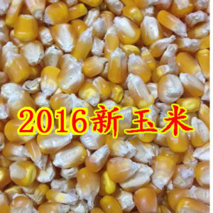 2016散装干玉米粒鸡鸭饲料家禽动物五谷杂粮鸽粮打窝用500g蝙蝠侠系列从几开始玩图片