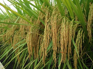 【香稻种子】细长粒浓香常规种优质水稻谷种矮杆好吃早熟早稻晚稻