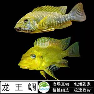 野生绿龙王鲷鱼黄金龙王鲷鱼三湖慈鲷坦鲷蝴蝶鱼热带鱼观赏鱼活体